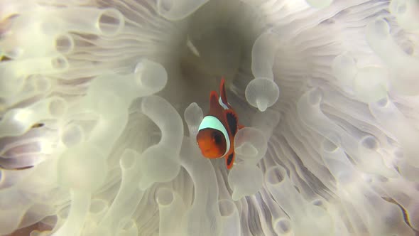 Clown fish swimming white anemone which lost it's color due coral bleaching.