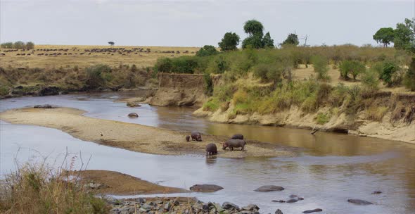 Hippos on a spit of land