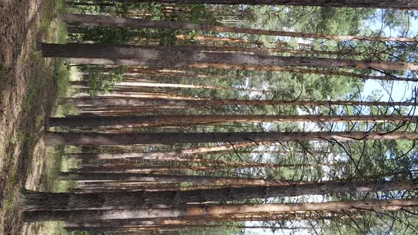 Vertical Video of a Wild Pine Forest Slow Motion