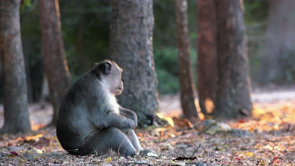 Wide Shot of an alone monkey Sitting with Her Knees Up Looking Around While Contemplating Life