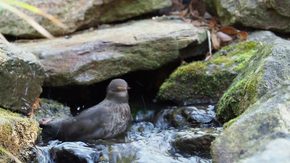 Blackbird taking a bath with splashing water. Common blackbird