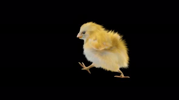 Baby Chicks Dancing 4K