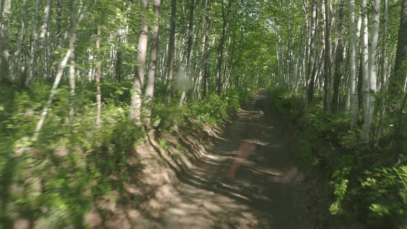 Birch Forest at Summer on Kamchatka Peninsula Russia