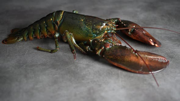 Lobster 68