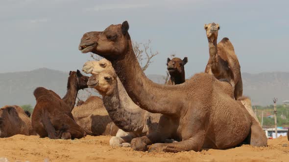 Camels at the Pushkar Fair, Also Called the Pushkar Camel Fair or Locally As Kartik Mela