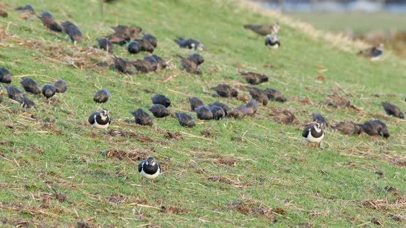 Flock of Starlings on a uplands pasture at wintertime, feeding on earthworms and grubs along with La