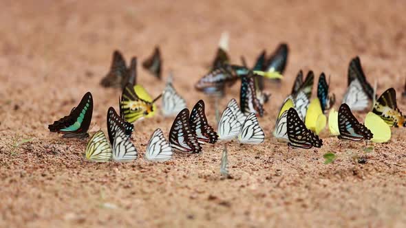 Group of  butterfly on the ground