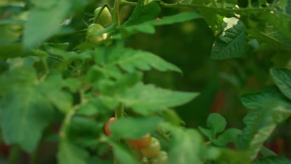 Tomatoes Vine Growing Cultivation in Modern Agriculture Business Farm Greenhouse