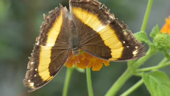 Extreme macro of showing beautiful pattern of monarch butterfly wings in sunlight