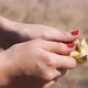 Women Farmer Hand Check Ripe Seeds From Sunflowers Head. Analyzing Helianthus Agriculture Harvest in - VideoHive Item for Sale