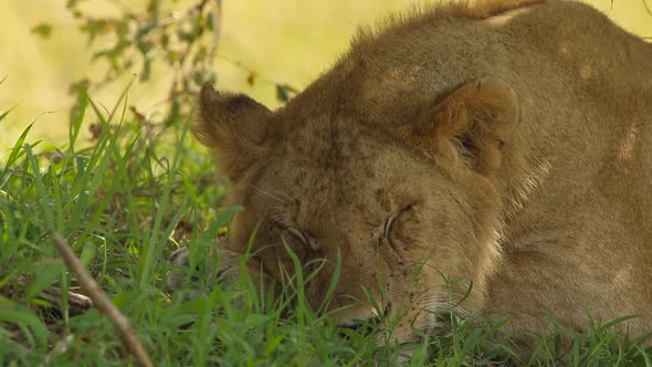 Sleepy Lion