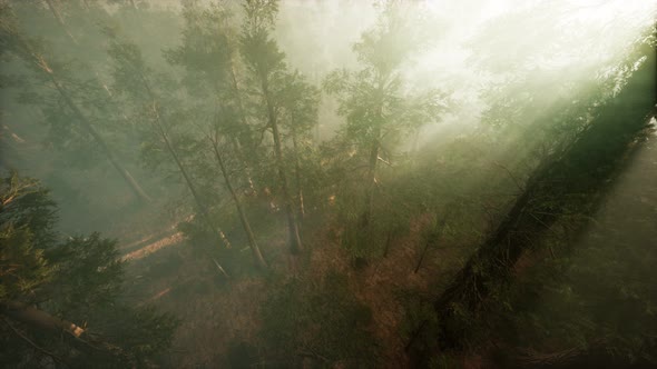 Drone Breaking Through the Fog To Show Redwood and Pine Tree