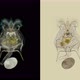 Rotifers Brachionus Sp. Under a Microscope, of the Family Brachionidae, Order Ploima, Planktonic - VideoHive Item for Sale