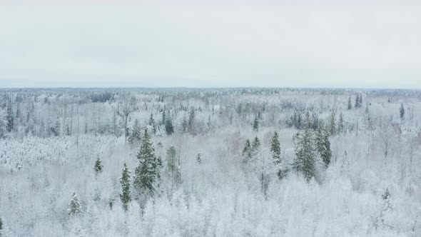 Aerial View of Snow Covered Trees