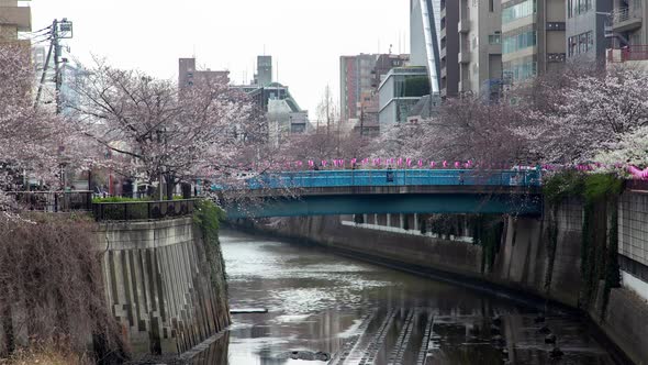 Cherry Blossom Meguro River Tokyo Residential Area