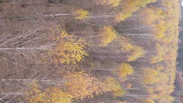 Vertical Video of the Forest on an Autumn Day Slow Motion