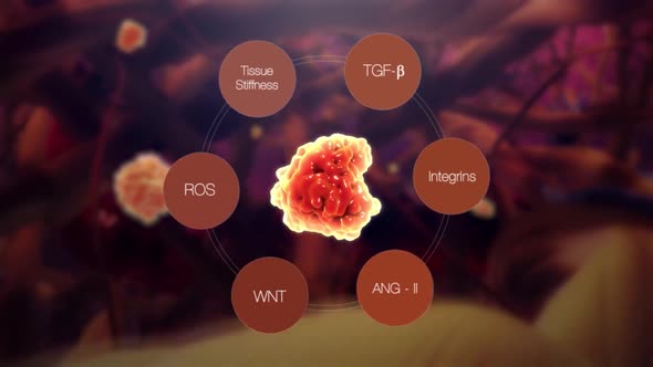 Connective Tissue Growth Factor promotes the proliferation and differentiation of chondrocytes.