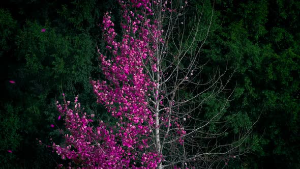 Abstract Pink Leaf Tree Shedding In Wind