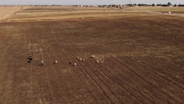 Aerial view of a herdman with his sheeps in morocco