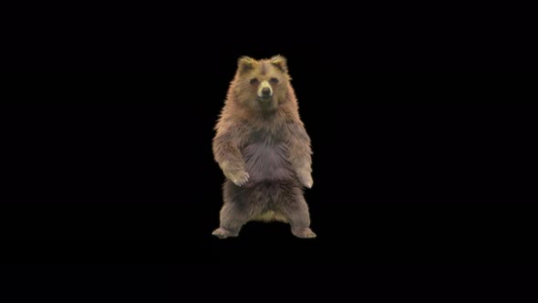 122 Bear Dancing 4K