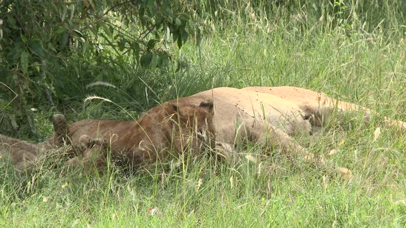 Lion (Panthera leo) cubs playing and relaxing together with full belly,  Maasai Mara, Kenya.