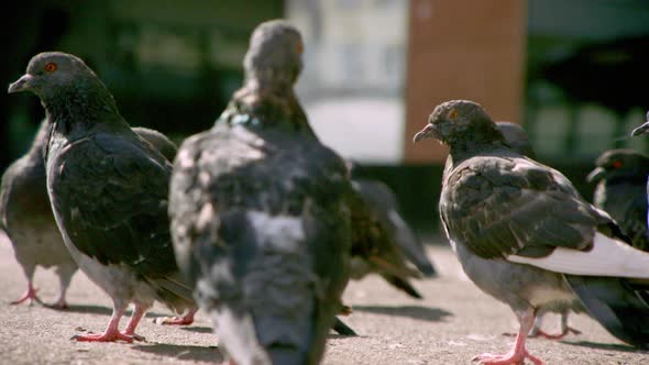 CLOSEUP - pigeons on the street