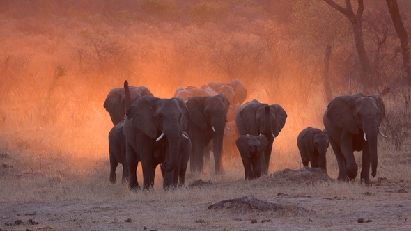 African Elephants March At Sunset With Beautiful Orange Dust