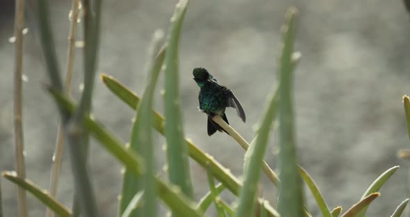 Beautiful shiny sapphire hummingbird sits on the aloe vera - a slow-motion shot