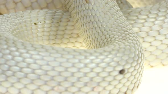 Texas Rat Snake Isolated on a White Background in Studio