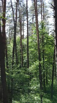 Vertical Video of a Summer Green Forest with Trees During the Day Slow Motion