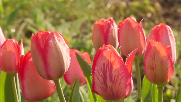 Tulips And Dew At Dawn