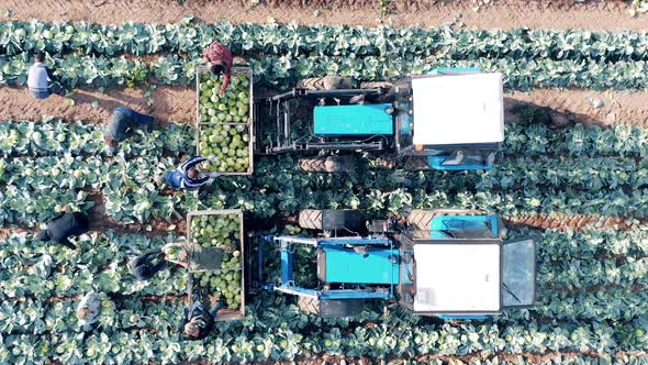 Top View of Combines and Workers Harvesting Cabbage