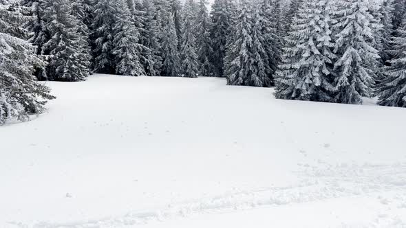 Panorama of the Forest in Clouds After Strong Snowfall