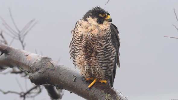 Peregrine Falcon Video Clip