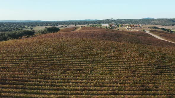 Beautiful Valley with Vineyards and Green Trees Under the Clear Blue Skies