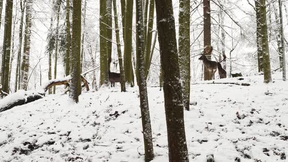 Fallow deer stags standing motionless in a winter forest in snow.