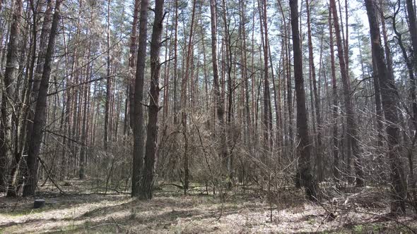 Forest Landscape Aerial View Slow Motion