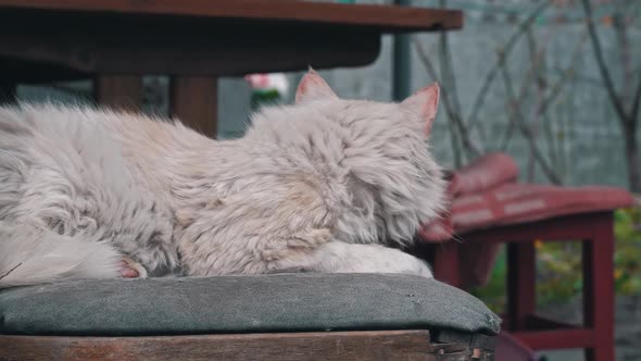 Homeless Dirty Cat Lies on a Torn Dirty Chair in the Yard