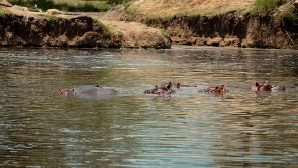 Tanzania Safari Serengeti .Wildlife In Africa River Bank.Family Hippos Rising Out From Water. Selous