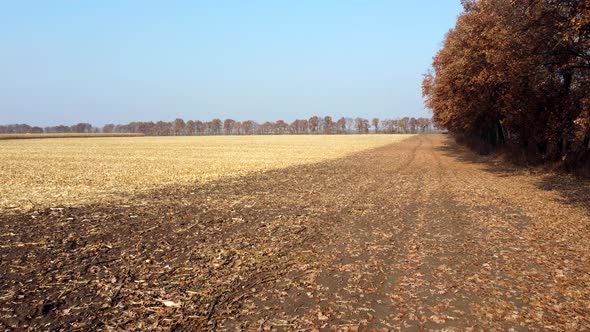 Brown Dry Tree Leaves Fall on Yellow Field After Harvest on a Sunny Autumn Day