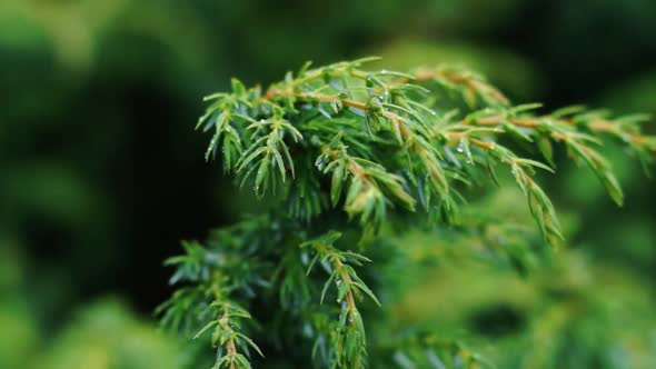 Carpatian Mountain green spruce needle