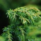 Carpatian Mountain green spruce needle - VideoHive Item for Sale