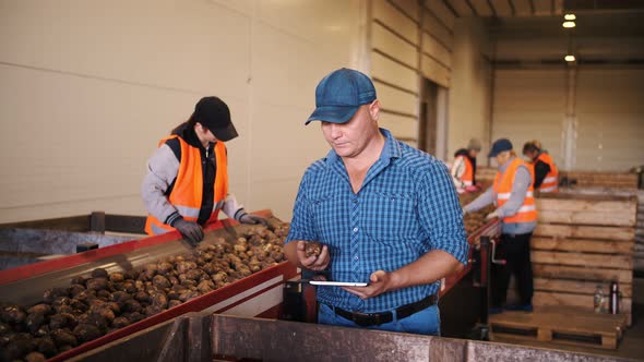 Potato Harvesting