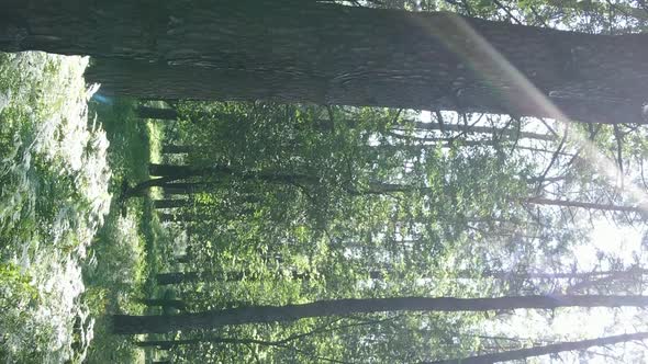 Vertical Video Aerial View Inside a Green Forest with Trees in Summer