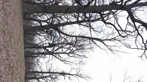 Vertical Video of the Forest with Trees Without Leaves