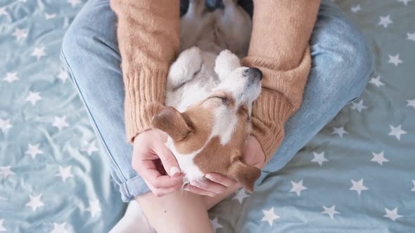 Young Loving Girl Blue Jeans and White Socks Stroking Caressing Small Jack Russell Dog with Her Hand