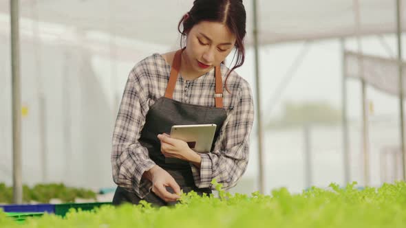 Young asian woman farmer in apron holding and checking the quality of an organic vegetable