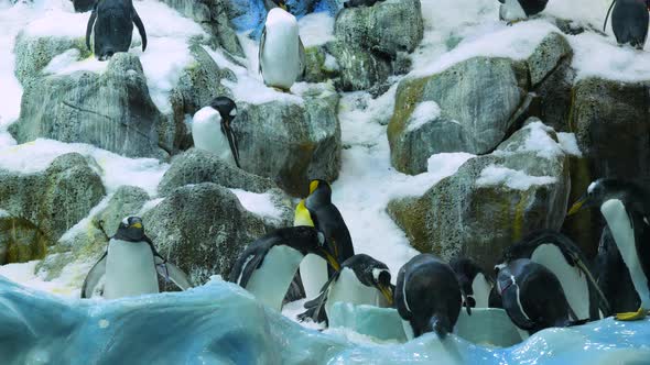 Group of Gentoo penguins and King penguins