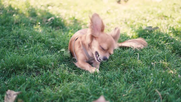 Adorable Funny Longhair Dog Chihuahua Playing with a Stick in Park 