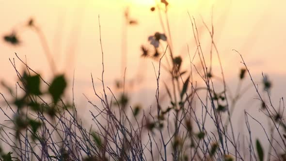 dry grass flowers on sunset sky background. Sun setting in a countryside hay field. Nature backgroun alt